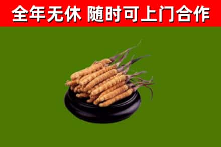 孝感回收散虫草